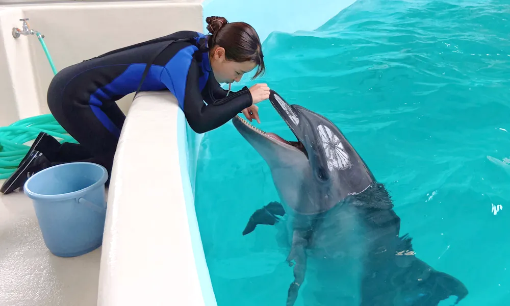 ノアドルフィンドームのイルカと飼育員