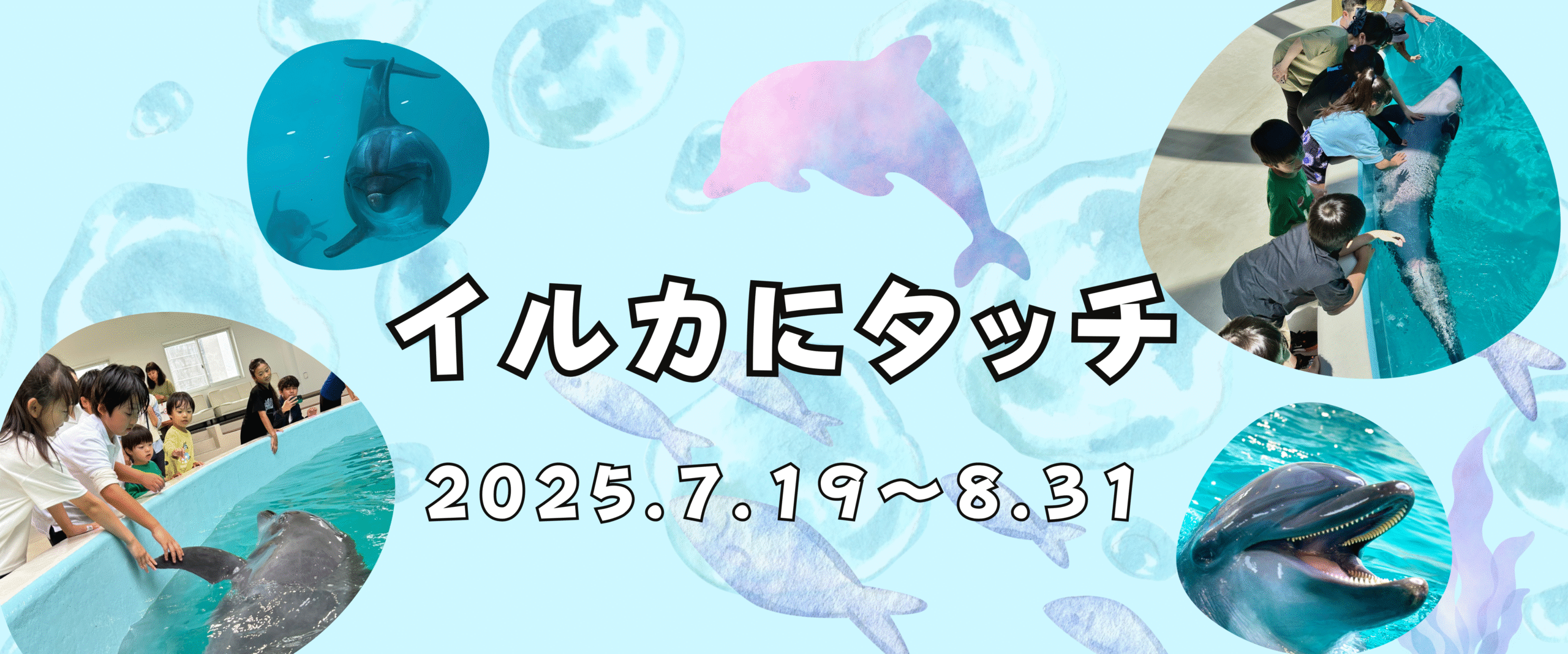 イルカにタッチ